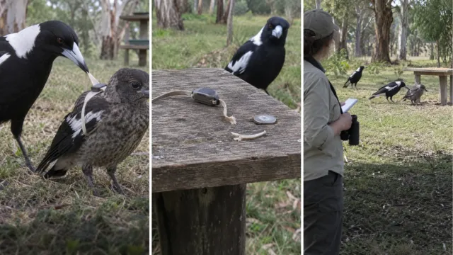 Científicos les pusieron rastreadores a unas urracas australianas y a los diez minutos las aves empezaron a quitárselos entre ellas
