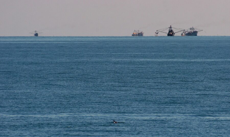 Una vaquita marina asoma en el mar con barcos de pesca al fondo