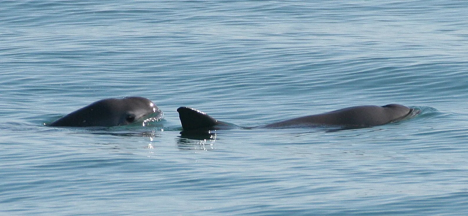Dos vaquitas nadando en la superficie del mar en el Alto Golfo de California