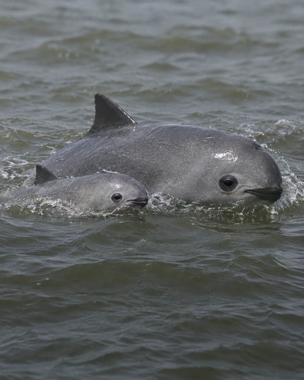 Una vaquita adulta y su cría salen juntas a respirar en el agua gris del norte del golfo de California, la cría pegada al costado de la madre