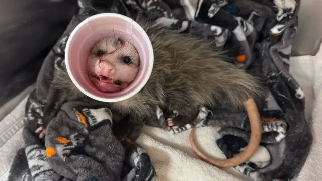 Una zarigüeya con la mandíbula rota y un vaso rojo alrededor del cuello