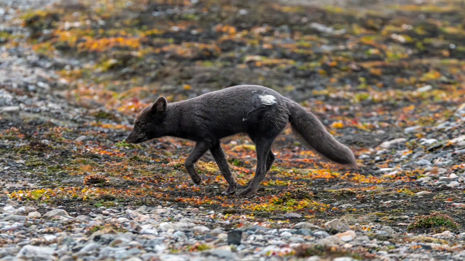 Zorro ártico de pelaje oscuro caminando sobre una tundra rocosa con líquenes en Svalbard