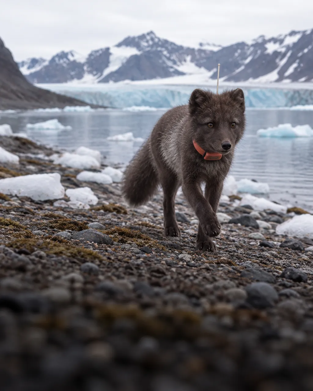 Zorra ártica joven de pelaje gris oscuro, con un collar satelital naranja y una antena blanca, trotando por la orilla